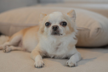 Portrait adorable chihuahua with noise and grains film.