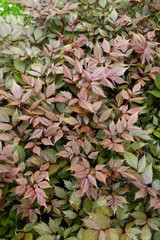 
Plants in the spring garden