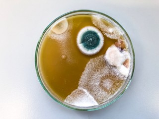 Malt Extract Agar in Petri dish using for growth media to isolate and cultivate yeasts, molds and...