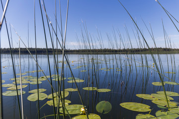 Reeds and water lilies grow in a lake of calm blue water, the sky is blue and clear