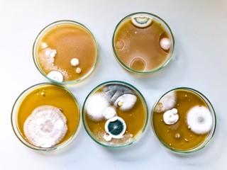 Malt Extract Agar in Petri dish using for growth media to isolate and cultivate yeasts, molds and fungal testing from clinical samples, investigation of environmental contamination source in air room.