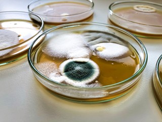Malt Extract Agar in Petri dish using for growth media to isolate and cultivate yeasts, molds and...