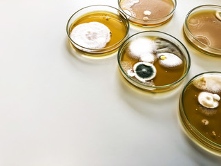 Malt Extract Agar in Petri dish using for growth media to isolate and cultivate yeasts, molds and fungal testing from clinical samples, investigation of environmental contamination source in air room.
