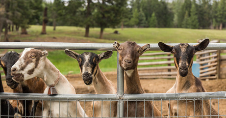 group of curious goats looking at the camera from behind the farm fence