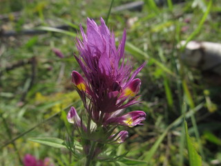 mariannick field close up on summer meadow.