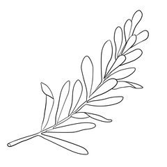 Tea tree leaf outline vector illustration. Hand drawn botanical doodle sketch of Melaleuca alternifolia. Black and white medicinal plant. Herb for cosmetics, package, essential oil, coloring book.