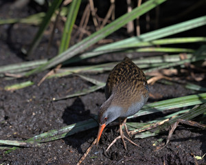 Water rail, Rallus aquaticus on the edge of a reed bed