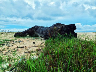 Logs of the Eroded by Ages