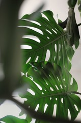 A close up of monstera homeplant tree with leaves. Palm tree inside