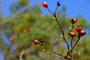Ein Zweig mit vertrockneten Hagebutten (lat. Rosa canina)