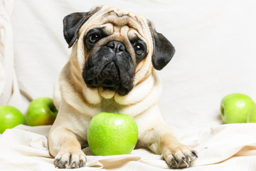 Cute beige pug dog and green apples on a light fabric background. Harvest apples, summer season,...