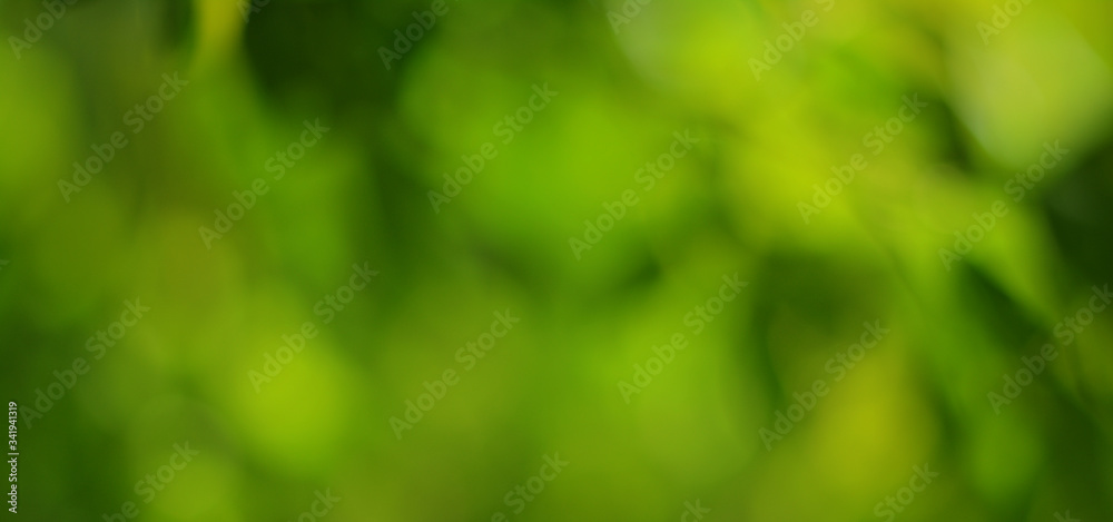Canvas Prints green abstract background