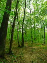 Obraz premium the forest