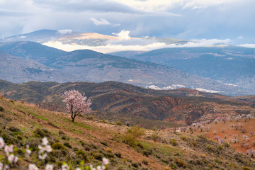 Fototapeta premium almond trees in bloom near Ugíjar