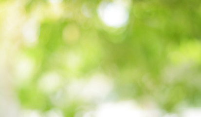 Fototapeta premium Spring Nature Bokeh Background Beautiful Blurred Green Leaves is a green bokeh that blurs the focus of leaves from the trees