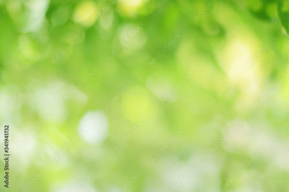 Canvas Prints bokeh green smooth background beautiful blur with green bokeh that blurs the focus of leaves from tr