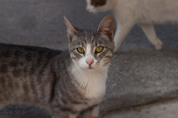 Adorable Cats, Small Grey Cat, Kitten, Lovely Friends