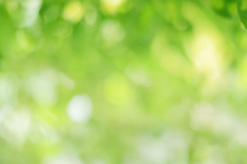 bokeh green smooth background Beautiful blur with green bokeh that blurs the focus of leaves from trees.