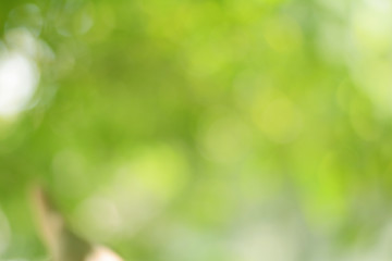 Obraz premium Green bokeh background from nature forest out of focus