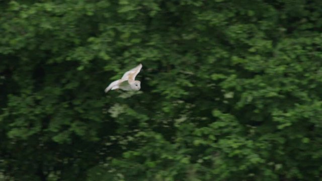 Barn owl (Tyto alba) flying, Compton Abbas, Dorset, UK