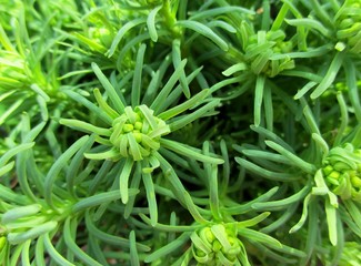 Detail of a flowerbed of Cypress Euphorbia (Euphorbia cyparissias) in bud, creating a green plant background.