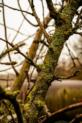 moss on a tree branch in winter