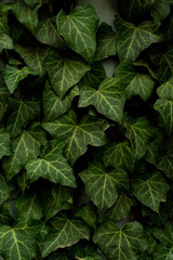 dark green ivy leaves in summer, texture