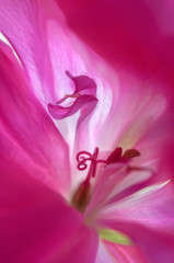 Pink geranium flower with macro close up view of abstract petals