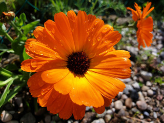 Orange Calendula or Calendula officinalis flower with water drops after rain. Macro.