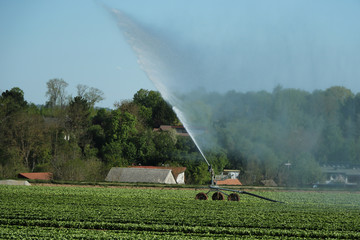 Weizenfeld mit Sprinkler bewässert