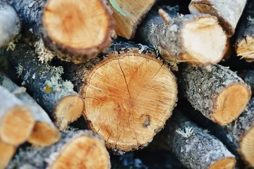 Selbstklebende Fototapeten Brennholz .Oak wood cut with nice textures.  © Cubodeluz