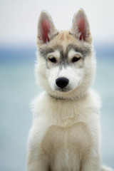 Siberian Huskies on a beach
