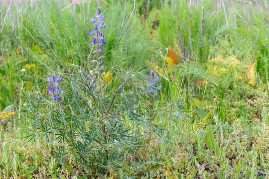 Lupinus angustifolius. Planta de altramuz silvestre entre la vegetaci&oacute;n.