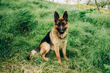 German Shepherd dog sits on green grass. Dog on green background