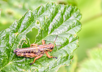 sauterelle - saltamontes