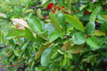 
Flowers in the spring garden