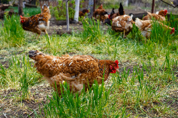 Red hens on green grass waiting to be fed. Typical of farm as reserve of animals for own consumption.