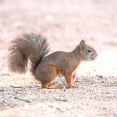Naklejka na ściany i meble écureuil roux - Red squirrel