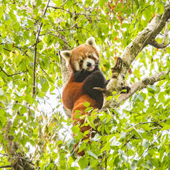 panda roux dans le feuillage d'un arbre - red panda in the foliage of a tree