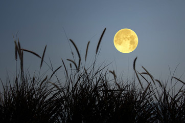 Beautiful full moon and grass in the evening