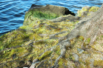 tree roots by water with moss
