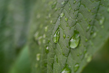 Raindrops on a green leaf