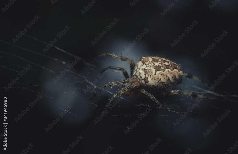 Wall mural a spider weaves its web