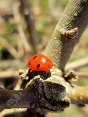 Ladybird (Coccinella septempunctata) hibernating in the sun on a branch crossing