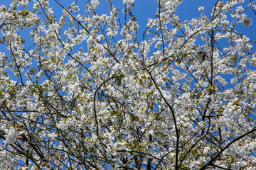 Giethoorn Overijssel Netherlands. During Corona lock-down. Empty streets, paths, bridges and canals. Blossoming prunus tree Spring