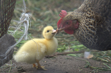 duck in a farm