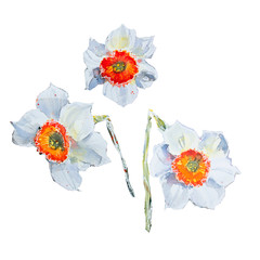 Set of watercolor illustrations of white daffodils with a yellow and red center. Watercolor spring flowers isolated on white background.