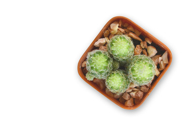 (Top view) Cactus isolated on white background. Clipping path