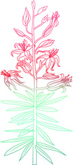 Tiger lily flower, color illustration with gradient.