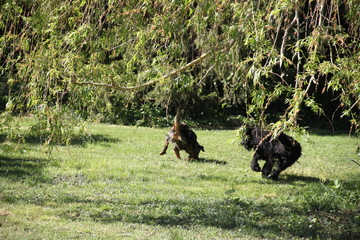 Fototapeta na wymiar Sheepdogs domestic garden puppy playing together
